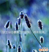 电脑族吃什么补品好