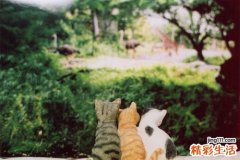 葡萄胎检查，葡萄胎如何诊断鉴别