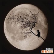 胎儿胆囊大是怎么回事