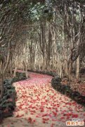 6 補氣類中藥肉桂