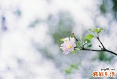 山鸢尾