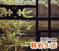 9 鸡屎藤