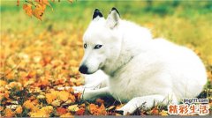 慢性咽炎食谱