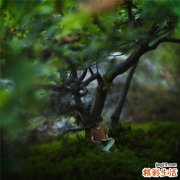 家长别破坏孩子的专注力