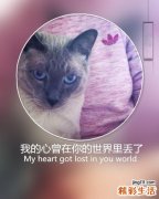 什么是蛛网膜囊肿