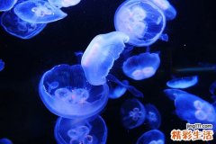 烫伤脱皮怎么处理