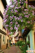 特发性阻塞性细支气管炎伴机化性肺炎病因，特发性阻塞性细支气管炎伴机化性肺炎的原因