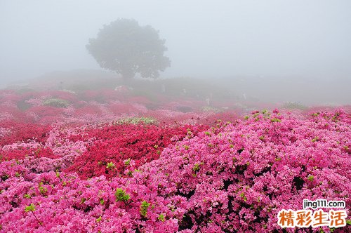 名医杨诺,杨水祥患者答疑: 心脏介入治疗答疑