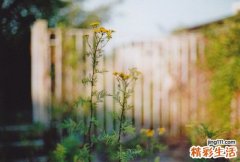 心包内恶性畸胎瘤吃什么好，心包内恶性畸胎瘤不能吃什么