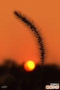 结节性红斑可以并发哪些疾病？