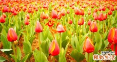 头部鳞状细胞癌检查，头部鳞状细胞癌如何诊断鉴别