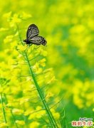 外阴白斑易导致什么并发症