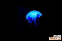 四种常见软下疳并发症