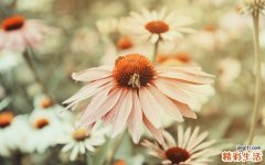 如何治疗阴茎延长术的并发症？