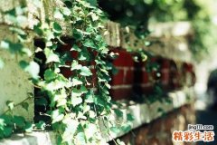 结肠癌术后饮食应该注意什么