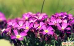 阵发性痴笑的诊断_阵发性痴笑的鉴别