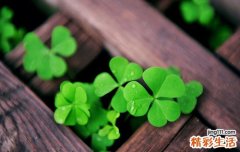 肺并殖吸虫病的症状，肺并殖吸虫病的早期症状，并发症