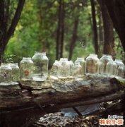 治慢性支气管炎的药膳