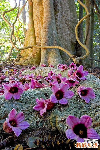 喘息性支气管炎是什么