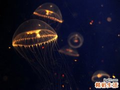 中西医教你远离失眠的困扰