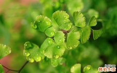 小儿“复感”中医强体质