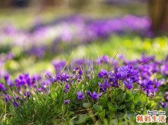 腹股沟淋巴结肿大治疗