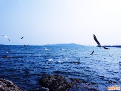 喜讲秽语的诊断_喜讲秽语的鉴别