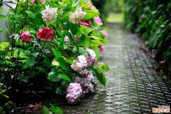 外阴上皮样肉瘤引发什么疾病