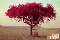 湿热痢可以并发哪些疾病？