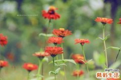 肾髓质坏死引发什么疾病