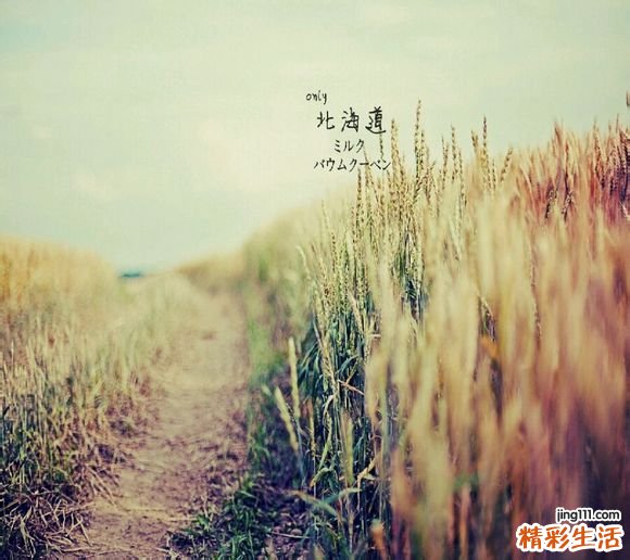 布鲁氏菌病诊疗指南