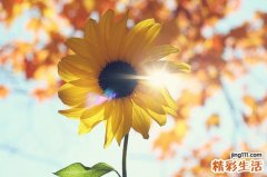 肾融合可以并发哪些疾病？