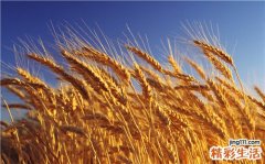 食物对扁平疣的治疗有影响吗