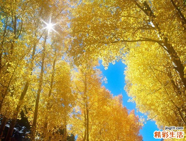 尿路真菌感染引发什么疾病