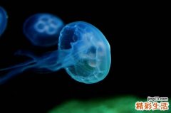 泌尿生殖系放线菌病引发什么疾病