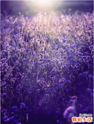 屈光介质混浊的诊断_屈光介质混浊的鉴别