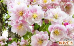 哪些疾病易与直肠脱垂混淆？