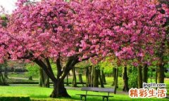 非甾体类抗炎药物性肾病可以并发哪些疾病？