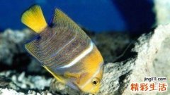 肾萎缩给患者带来的严重影响