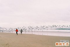 芤脈的診斷_芤脈的鑒別