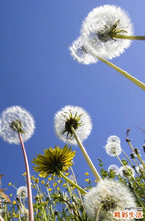 怎样预防胸部放线菌病，胸部放线菌病的护理