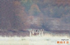 小儿幽门螺杆菌感染引发什么疾病