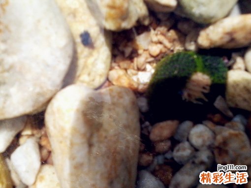XA-现象的诊断_XA-现象的鉴别