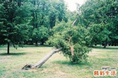 痉挛性肠梗阻引发什么疾病？