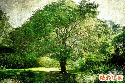 单角或双角子宫的诊断_单角或双角子宫的鉴别