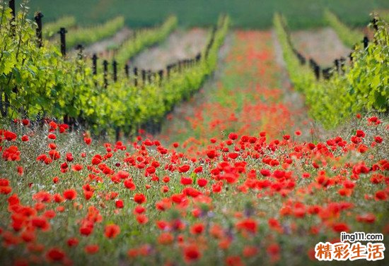 怎样预防小儿铁粒幼红细胞性贫血，小儿铁粒幼红细胞性贫血的护理