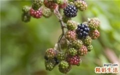 热带型肺嗜酸性粒细胞肺炎引发什么疾病