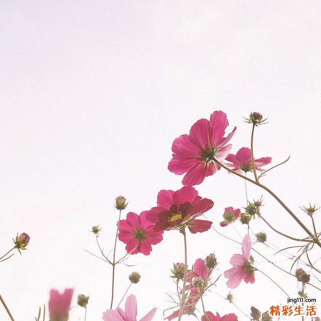 肋间肩胛带疼痛的诊断_肋间肩胛带疼痛的鉴别