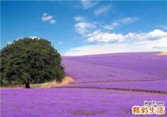 肺气肿患者不及时治疗会导致哪些并发症出现呢?