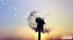 组织细胞坏死性淋巴结炎与相似病